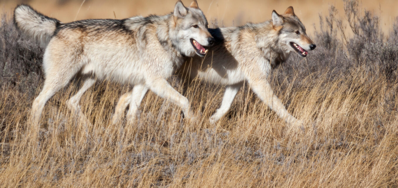 The Wolves in Yellowstone Controversy – Mother Earth News - Vimarsana News